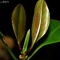 Ceriops pseudodecandra in Centenary Lakes New leaves have red tint<br />Canon EOS KDX (400D) + EFS60 F2.8 + SPEEDLITE 380EX